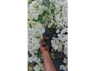 זכר פודל טוי צבע פנטום