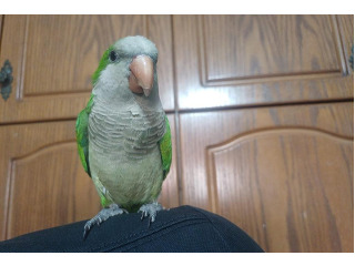 תוכי קווקאר האכלת יד חמוד מאוד לא נושך