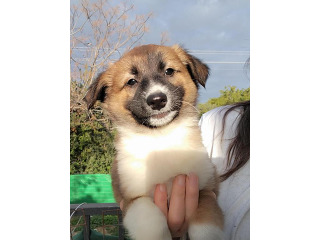 בורדר קולי מעורבת, הכי יפה