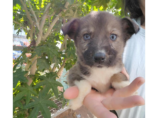 רועה אוסטרלית, הכע טובה בעולם,