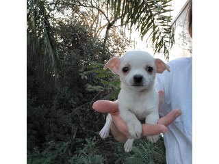 ציוואוה ננסית, ראש תפוח, מאמי