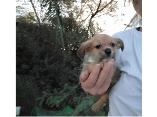 מלטיפו (פודל מעורב מלטז),