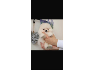 גורים פומרניין דובי קטנים במיוחד