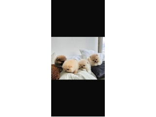 גורים פומרניין דובי לבנים גיל