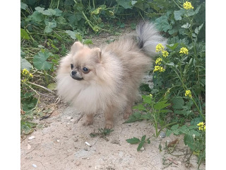 גורה מהממת בת 10 חודשים