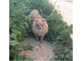 גורה בת 8 חודשים