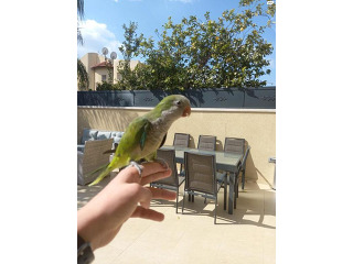 תוכי קווקאר האכלת יד סקרן וחכם לא נושך