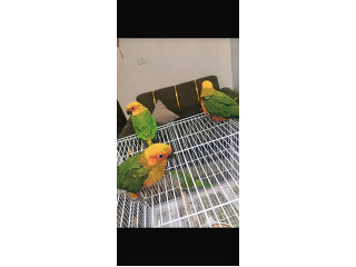 למכירה קוניר שמש האכלת יד