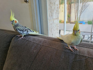 שני קוקטלים חמודים האכלת יד