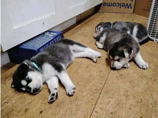 גורי האסקי סיבירי בעלי עיניים כחולות