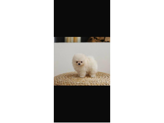 גורים פומרניין דובי כולל חיסונים