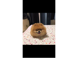 כלבה פומרניין דובי ננסית גיל