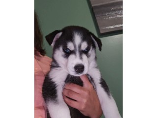 גורי האסקי סיבירי בעלי עיניים כחולות