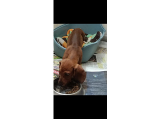 בהזדמנןת גור ננסי! יבוא מחו"ל