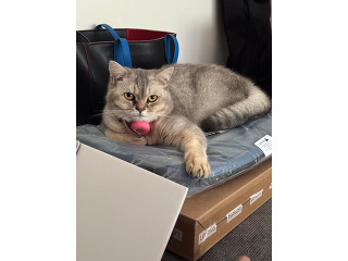 חתולה מהממת בת שנה מעוקרת , שקיטה וחמודה