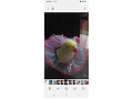 -small-3