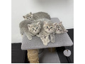 -small-12