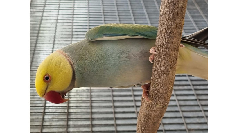 -big-1