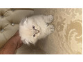 -small-1
