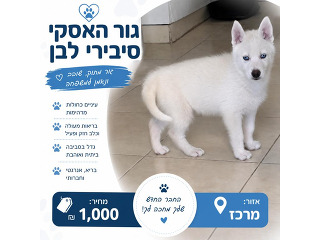 כלבים האסקי סיבירי בבת ים