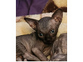 -small-5