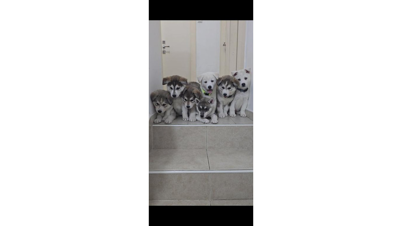 -big-4