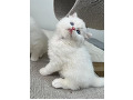 -small-8