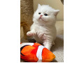 -small-3