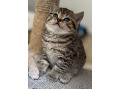 -small-4