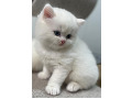 -small-7