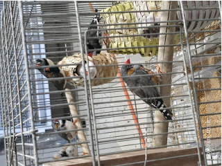 תוכים ובעלי כנף פינקים בחשמונאים