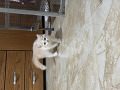 -small-4
