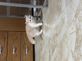 -small-3