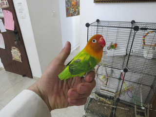 תוכים ובעלי כנף פרסונטה בבני ברק