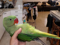 -small-2