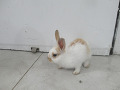 -small-0