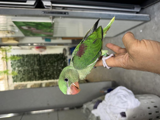 תוכים ובעלי כנף אלכסנדרין בבאר שבע