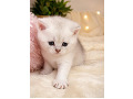 -small-1