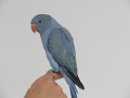 -small-4
