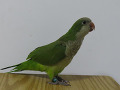 -small-4