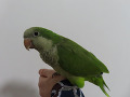 -small-3