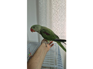 תוכים ובעלי כנף אלכסנדרין בבאר שבע
