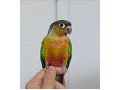 -small-1