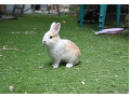 -small-1
