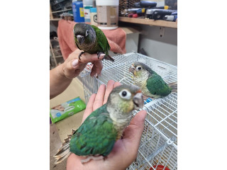 תוכים ובעלי כנף קוניורים בגן יבנה
