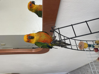 תוכים ובעלי כנף קוניורים ברמלה