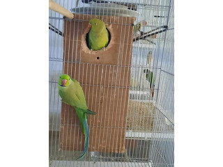 תוכים ובעלי כנף דררה בחשמונאים