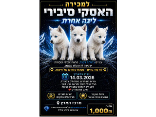 כלבים האסקי סיבירי בבת ים