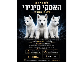 כלבים האסקי סיבירי בבת ים