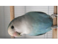 -small-1